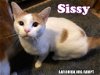 adoptable Cat in pensacola, FL named Sissy