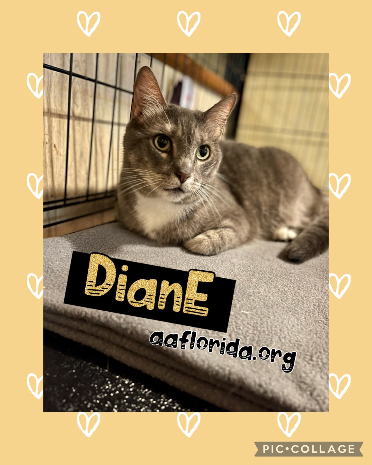 adoptable Cat in Pensacola, FL named Diane