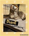 adoptable Cat in pensacola, fl, FL named Diane