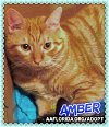 adoptable Cat in pensacola, FL named Amber