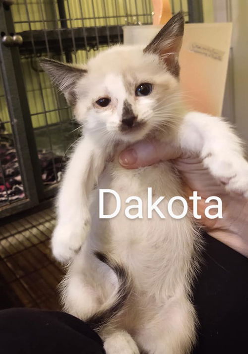 Dakota