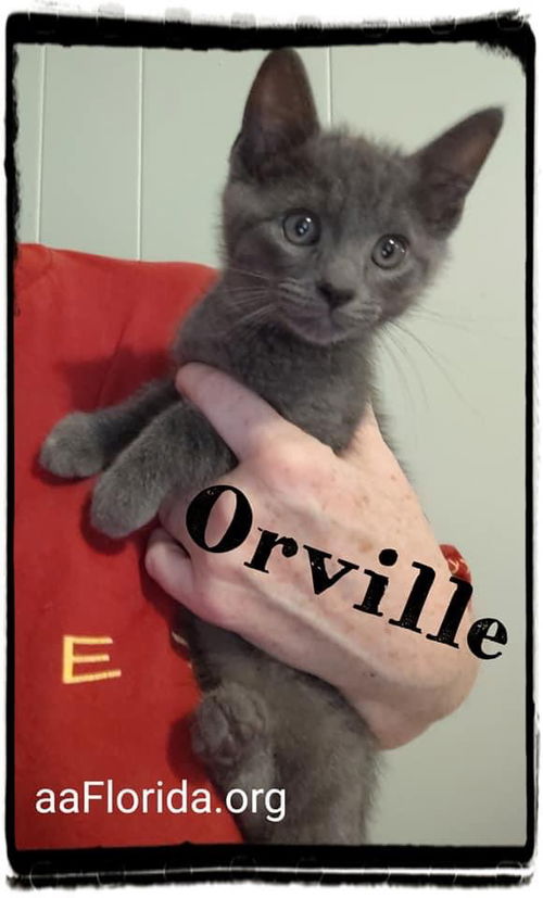 Orville