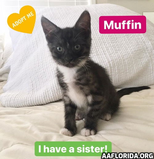 Muffin