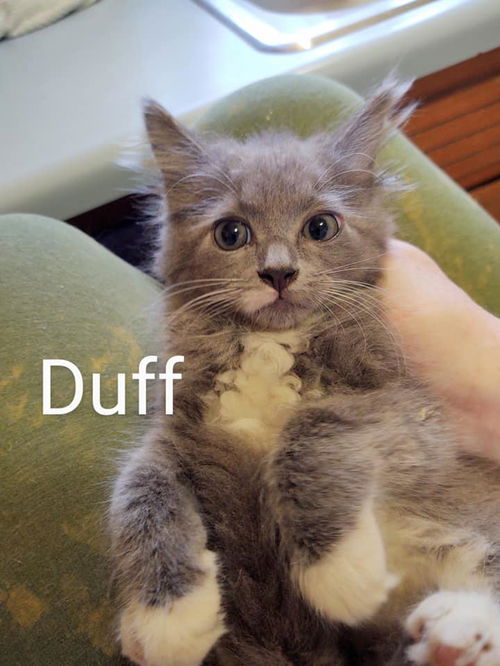 Duff