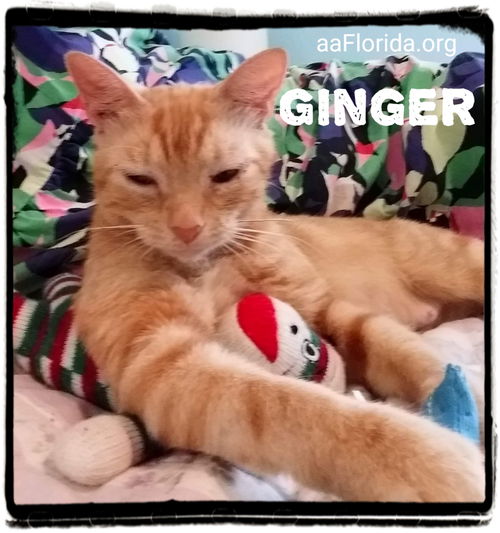 Ginger