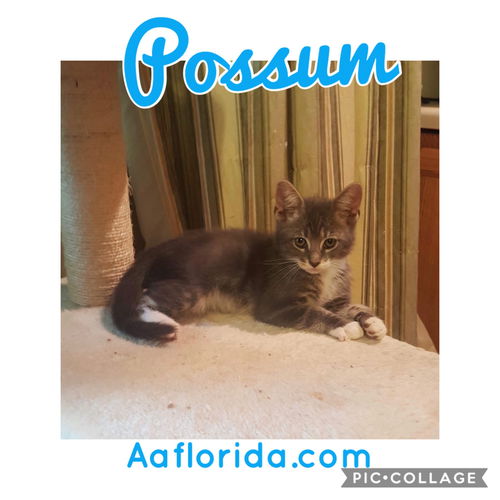 Possum