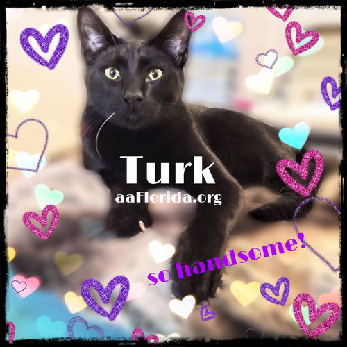 Turk