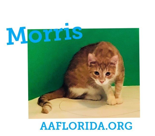 adoptable Cat in Pensacola, FL named Morris