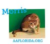 adoptable Cat in pensacola, FL named Morris