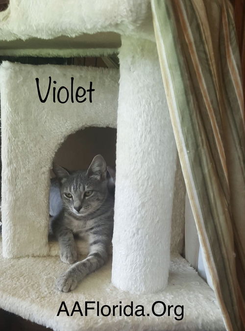 Violet