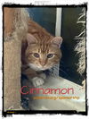 Cinnamon