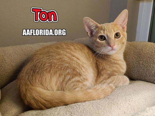 Ton