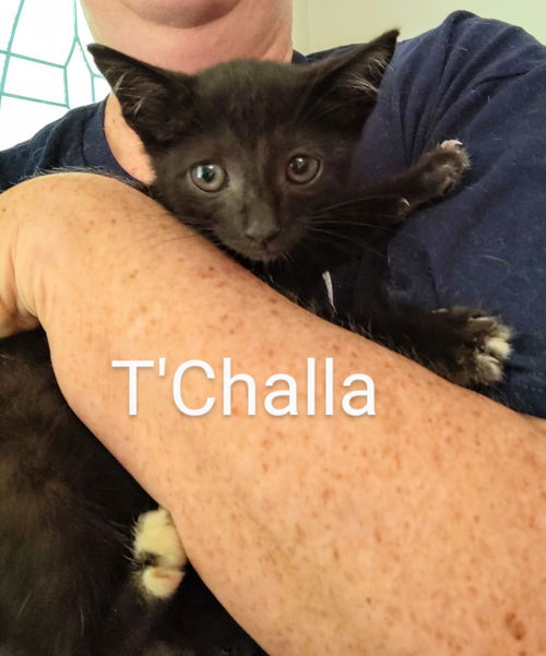 T'Challa