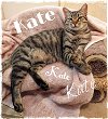LAP KITTY Kate