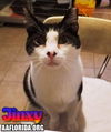 Jinxy