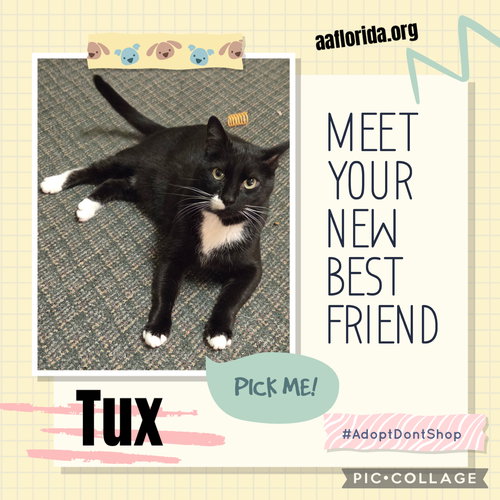 Tux 2020
