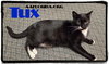 Tux 2020