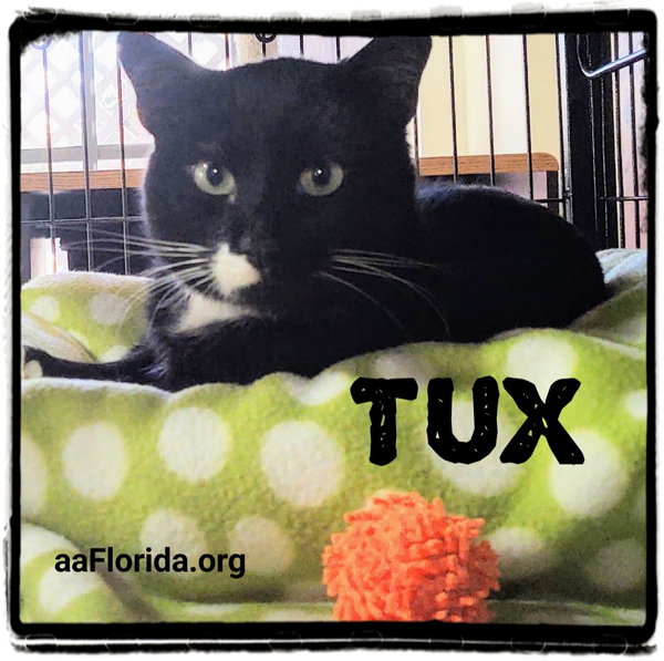Tux 2020