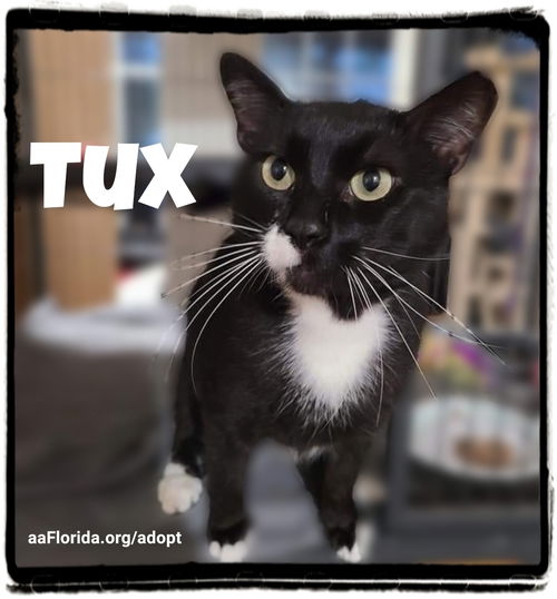 Tux 2020