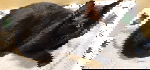 Blackie