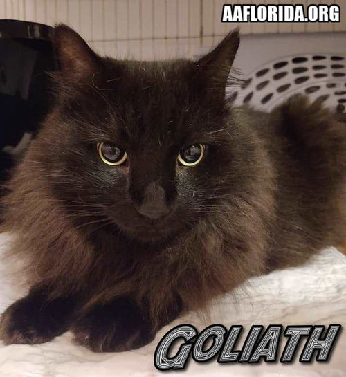 Goliath