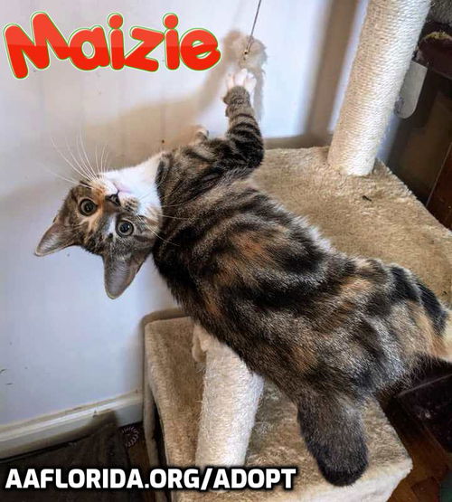 Maizie