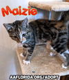 Maizie