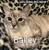 Bailey 2021