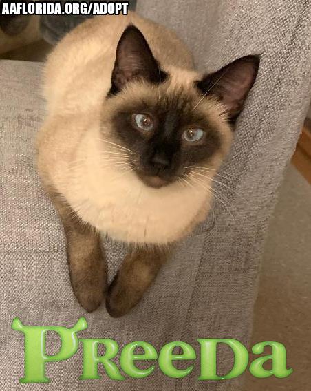 Preeda