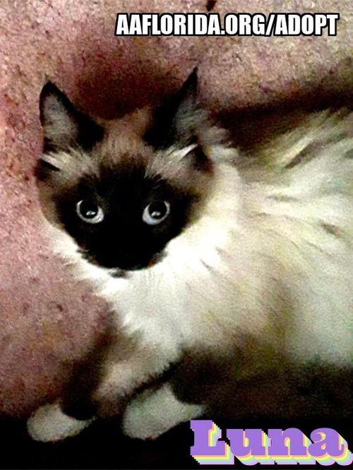 Luna