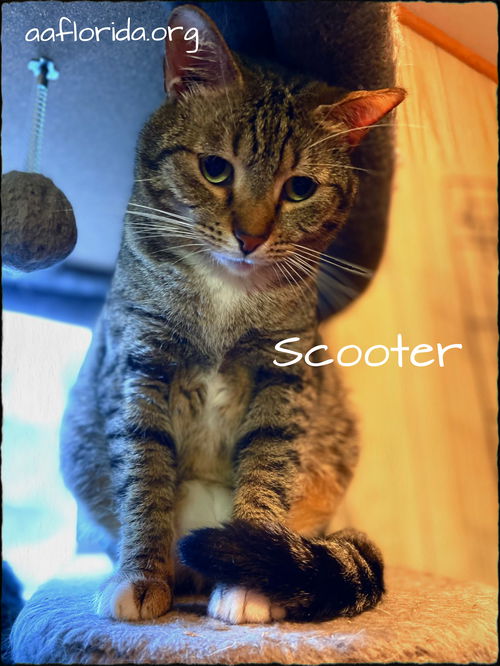 Scooter
