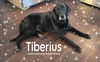 Tiberius