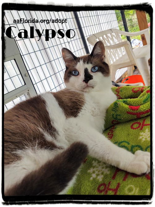 Calypso