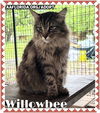 Willowbee