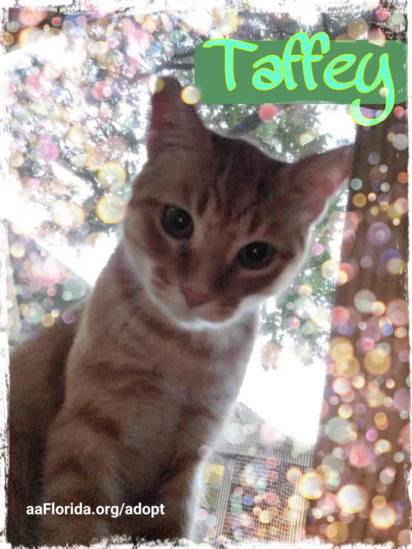 Taffey