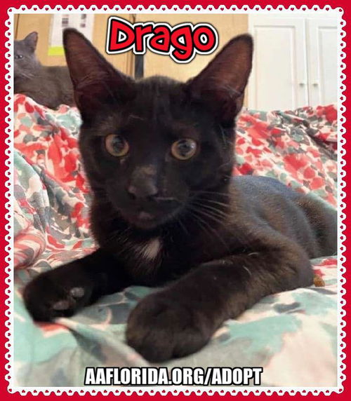 Drago