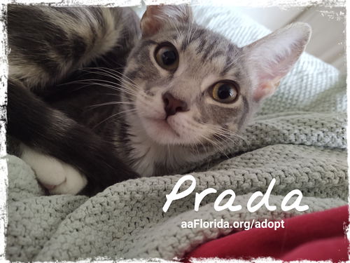 Prada