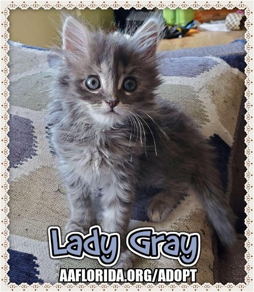 Lady Gray