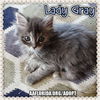 Lady Gray