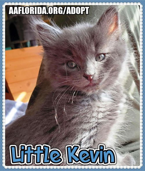 Little Kevin