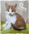 Thea