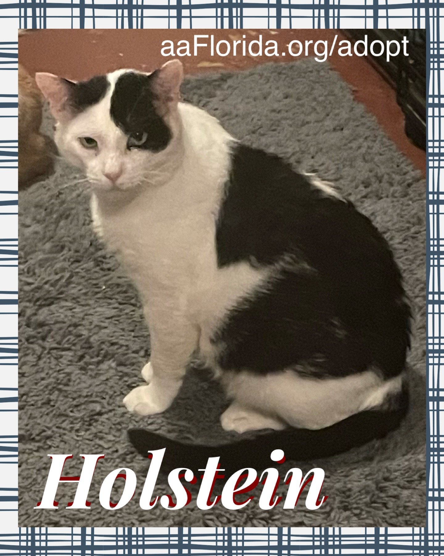 adoptable Cat in Pensacola, FL named Holstein