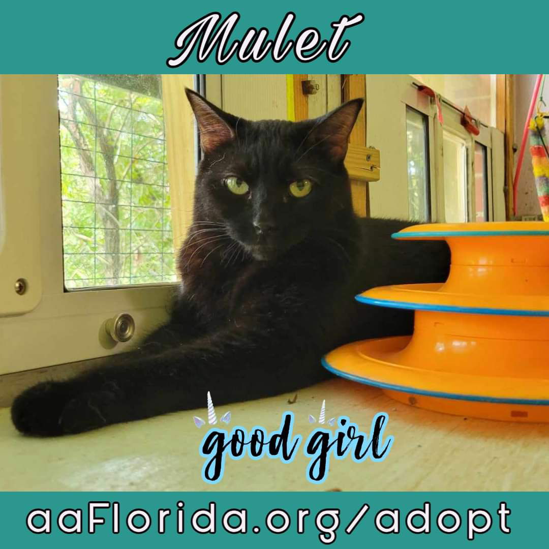 adoptable Cat in Pensacola, FL named Mullet (Moo-lay)