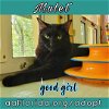 adoptable Cat in pensacola, FL named Mullet (Moo-lay)