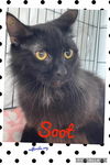 Soot