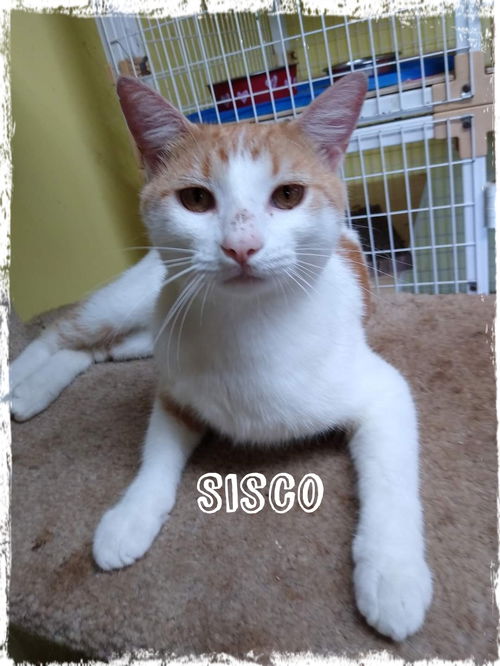 Sisco