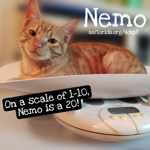 Nemo