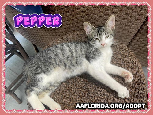 Pepper