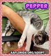 Pepper