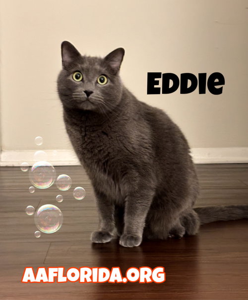 Eddie